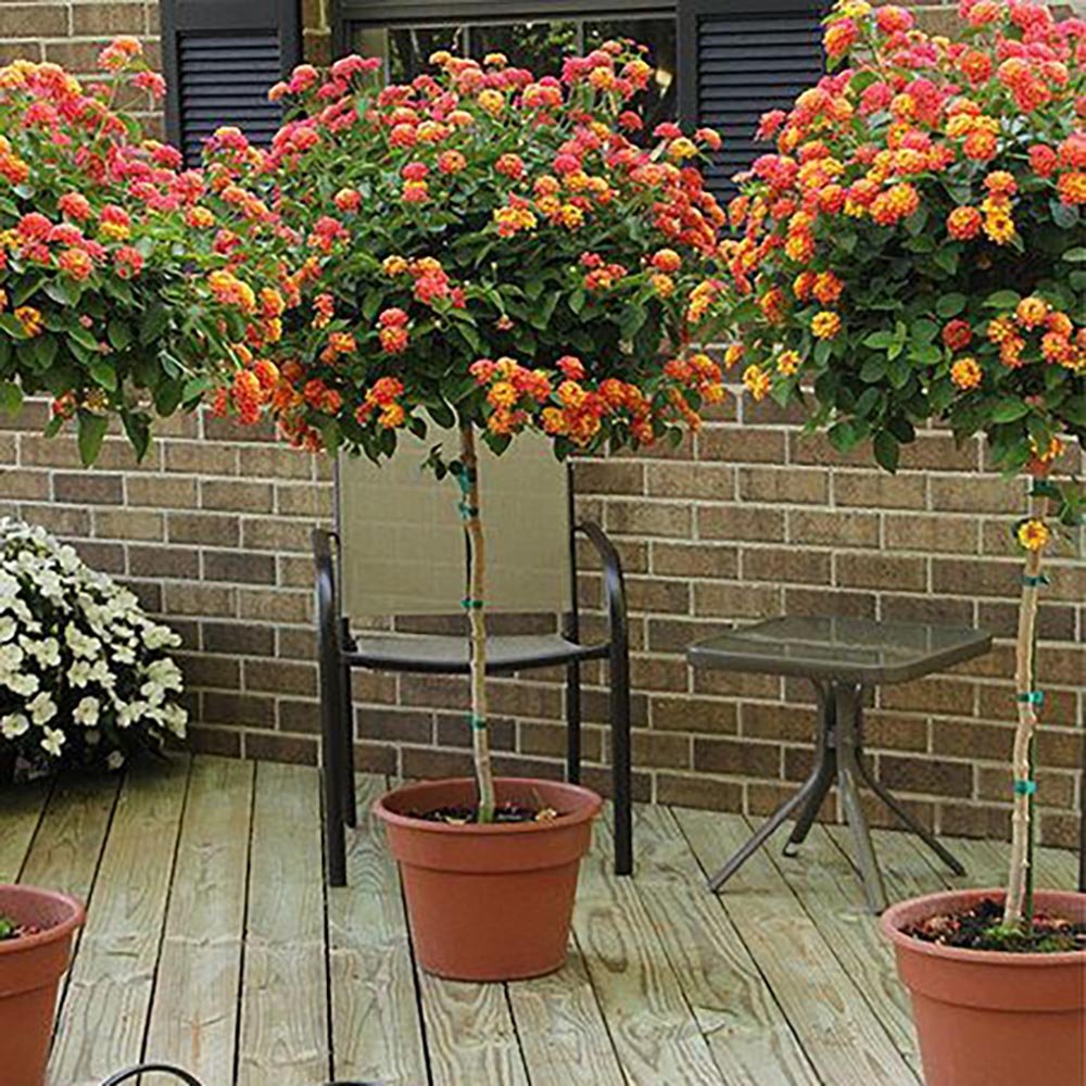 Floarea Cameleon - Tip Copac, cu parfum Intens