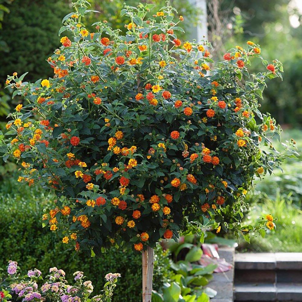 Floarea Cameleon - Tip Copac, cu parfum Intens