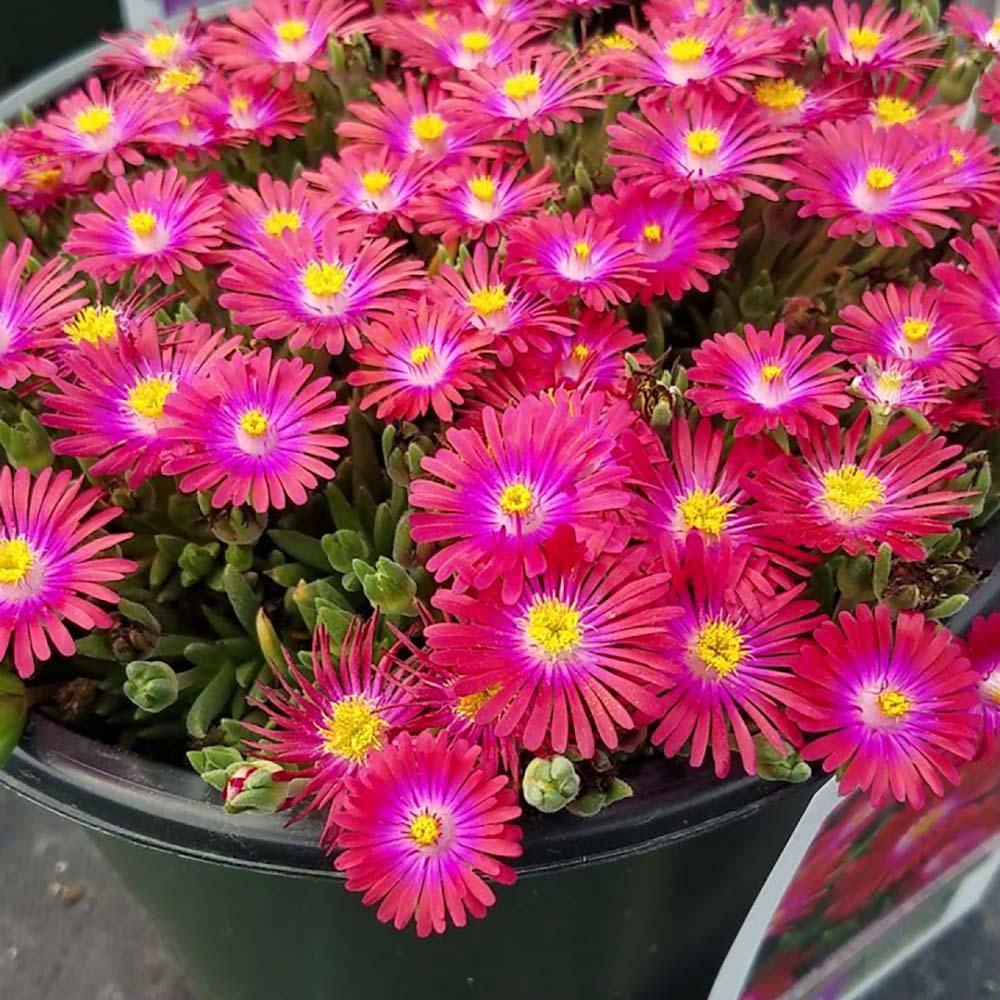 Floarea de Cristal Jewel Of Desert