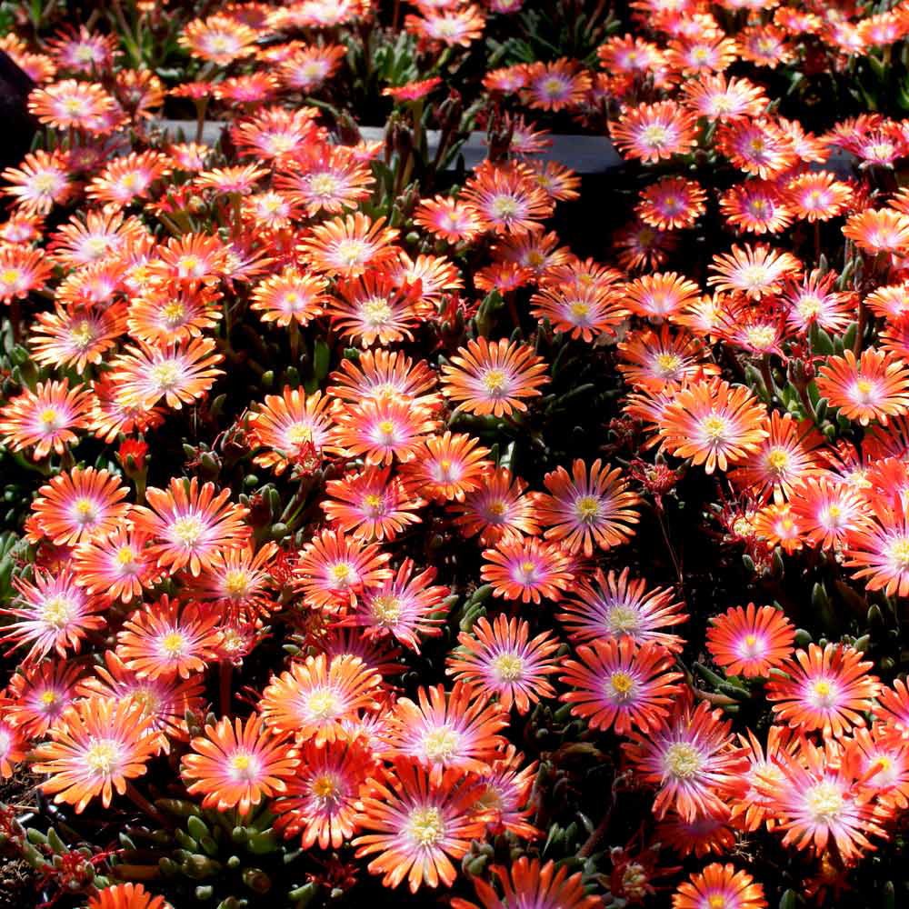 Floarea de Cristal Jewel Of Desert