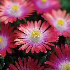 Floarea de Cristal Jewel Of Desert