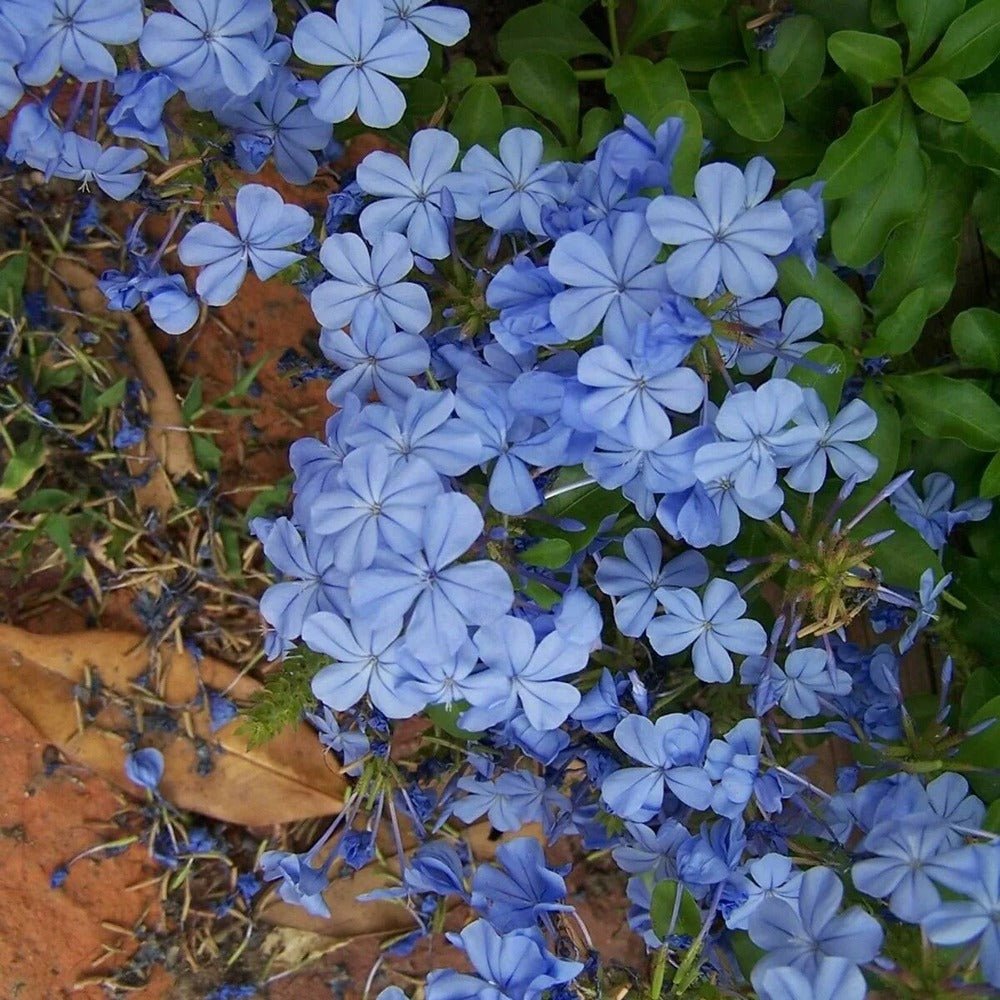 Floarea Dragostei Azur (Plumbago auriculata)