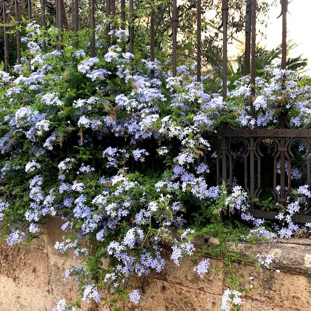 Floarea Dragostei Azur (Plumbago auriculata)