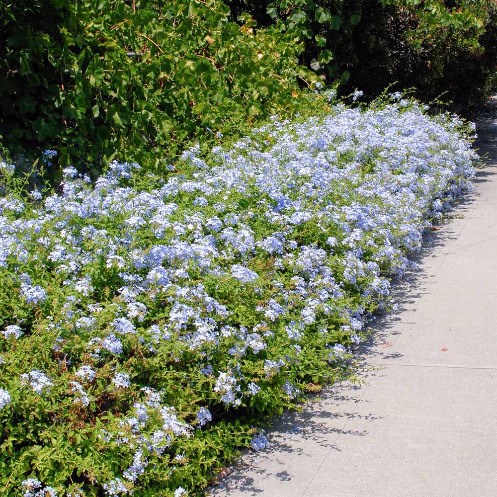 Floarea Dragostei Azur (Plumbago auriculata)