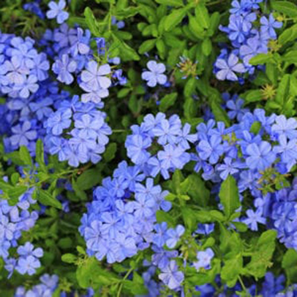 Floarea Dragostei Azur (Plumbago auriculata)