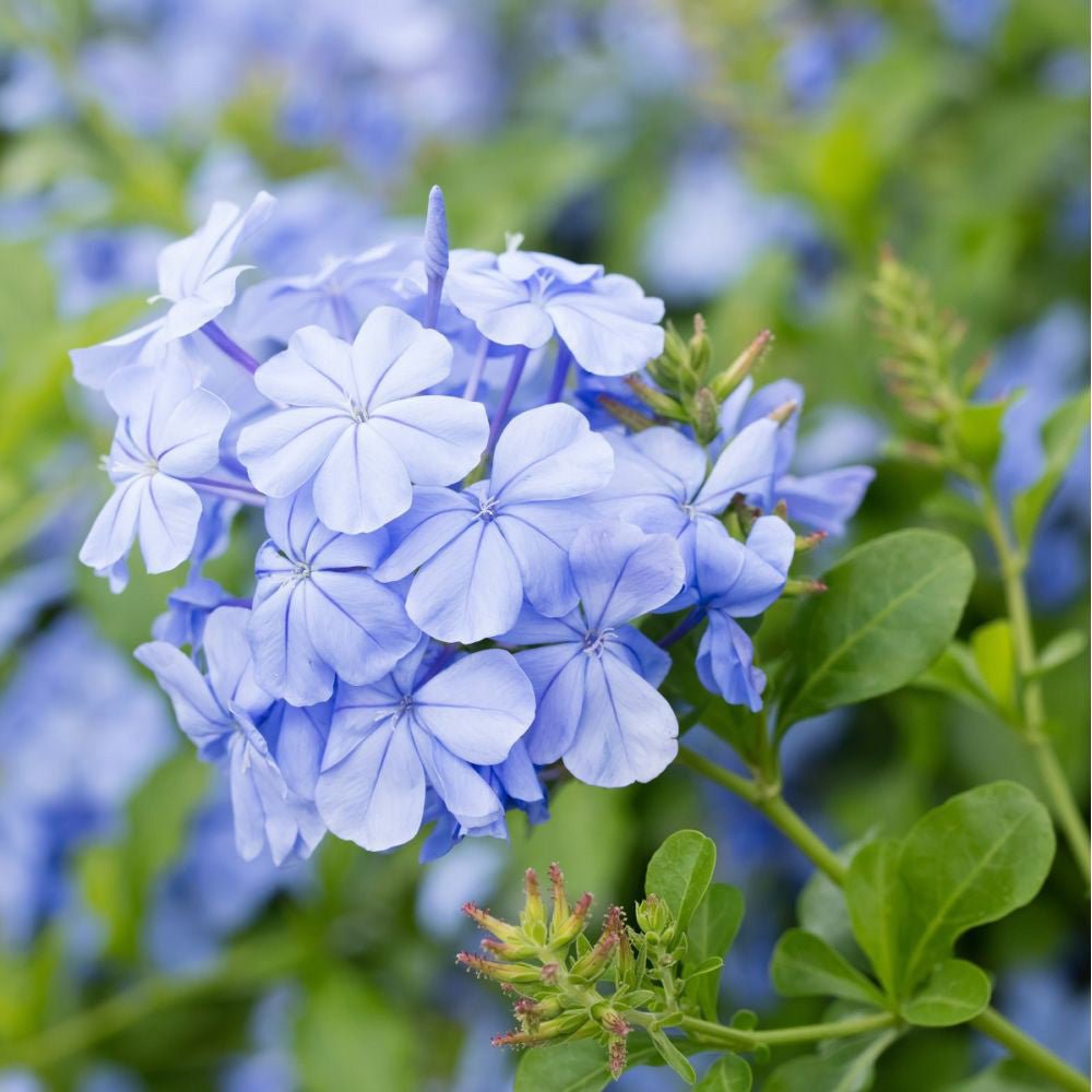 Floarea Dragostei Azur (Plumbago auriculata)
