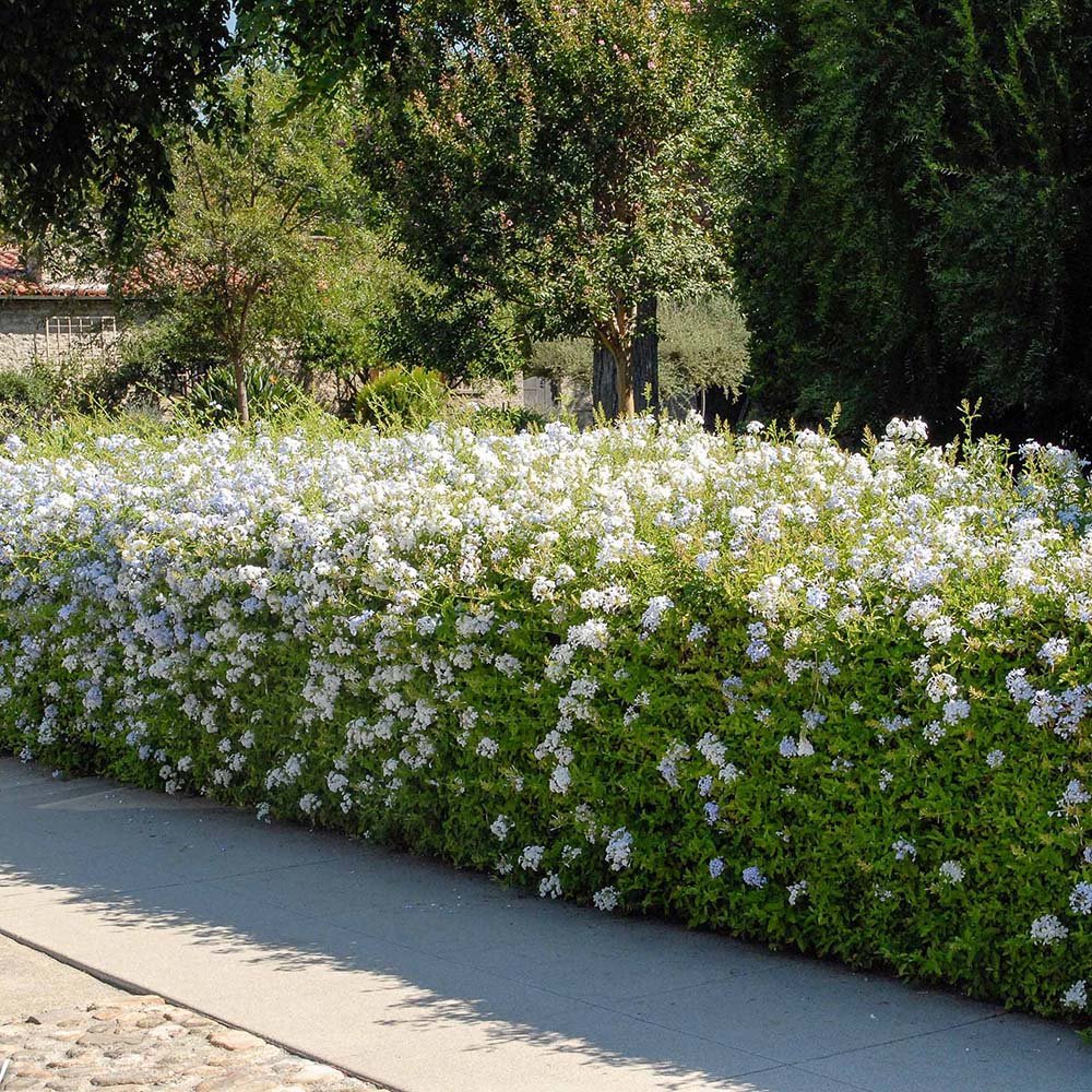 Floarea Dragostei Azur (Plumbago auriculata)