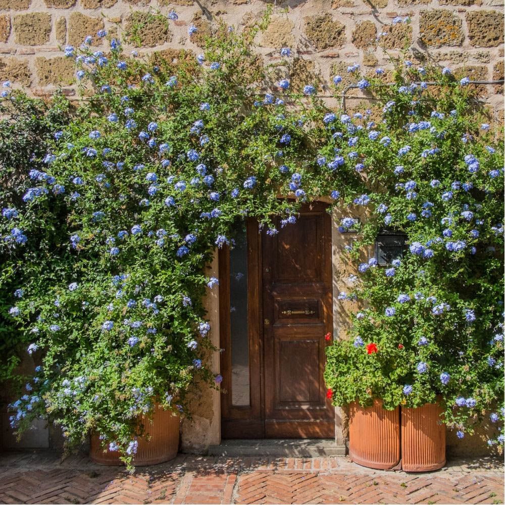 Floarea Dragostei Azur (Plumbago auriculata)