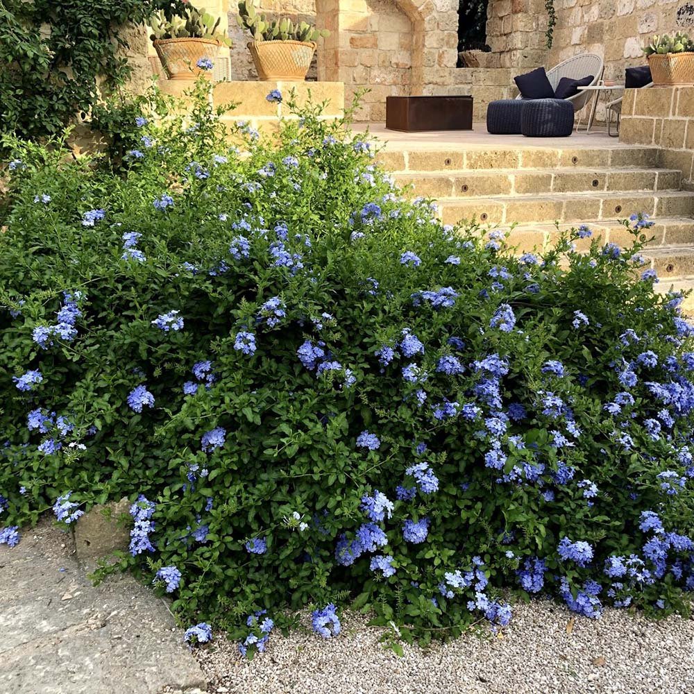Floarea Dragostei Azur (Plumbago auriculata)