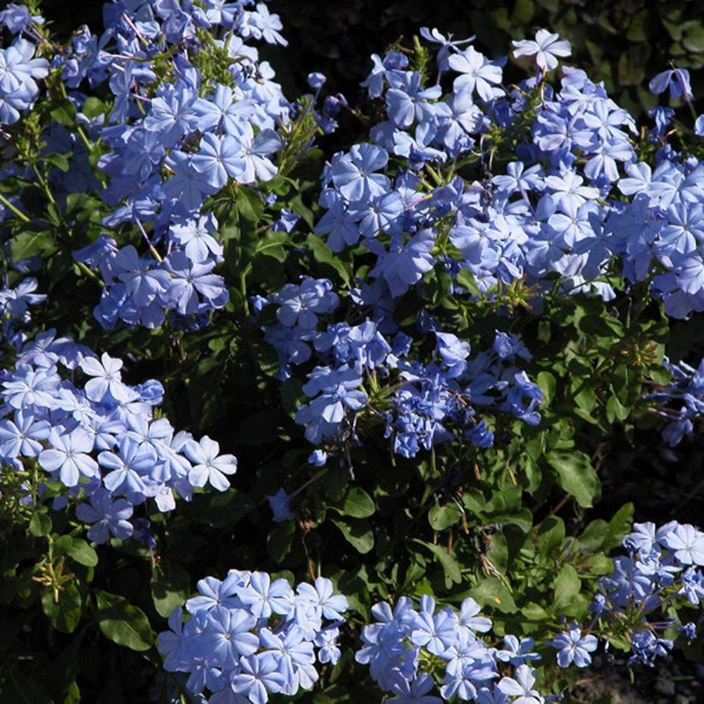 Floarea Dragostei Azur (Plumbago auriculata)