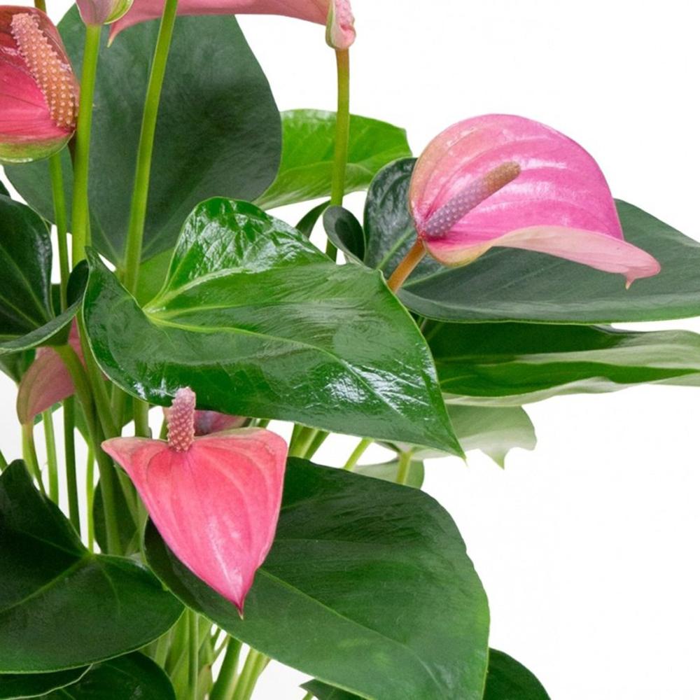 Floarea Flamingo (Anthurium) Cirano - 40 cm