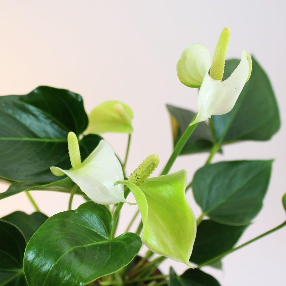 Floarea Flamingo (Anthurium) White Champion - 40 cm