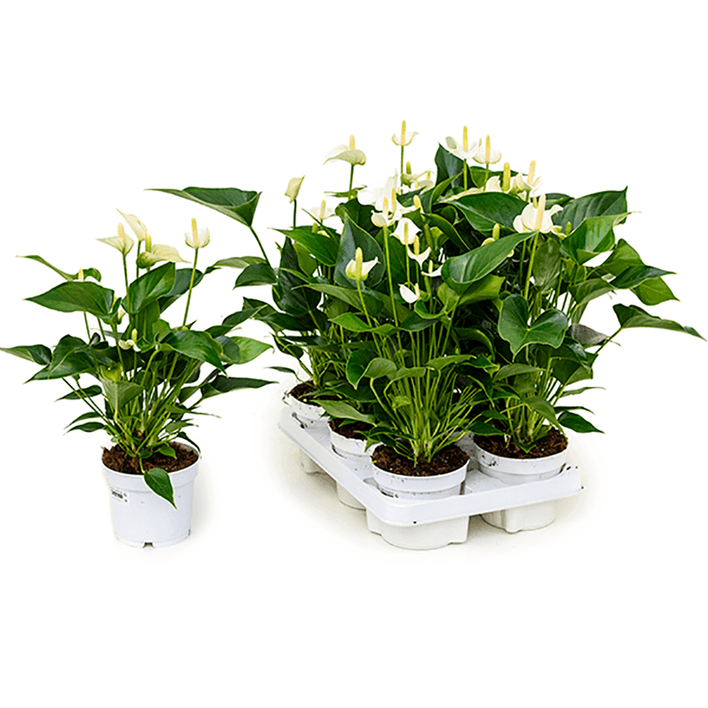 Floarea Flamingo (Anthurium) White Champion - 40 cm
