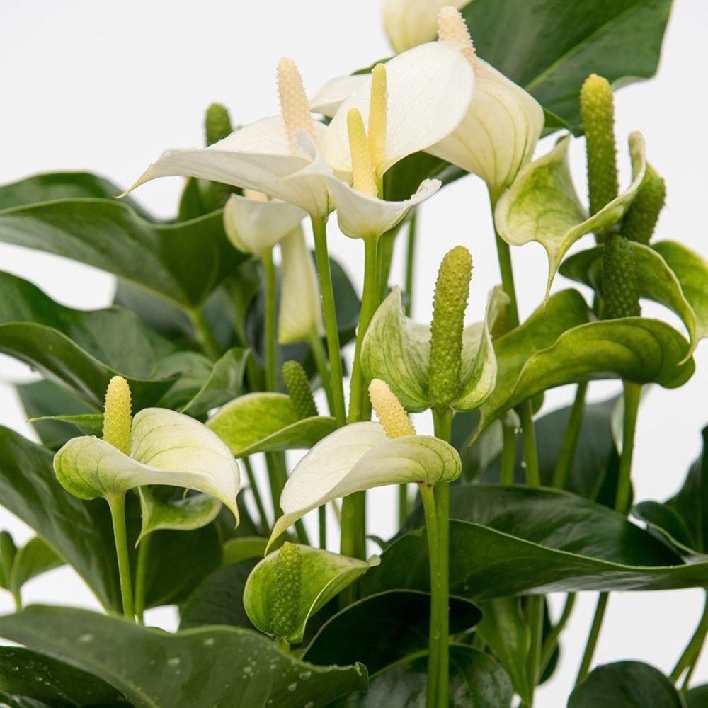 Floarea Flamingo (Anthurium) White Champion - 40 cm