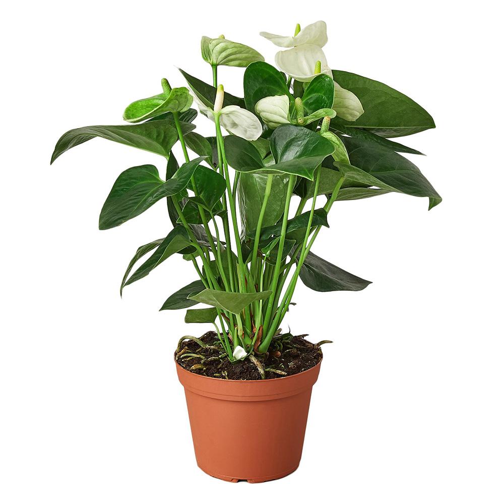 Floarea Flamingo (Anthurium) White Champion - 40 cm