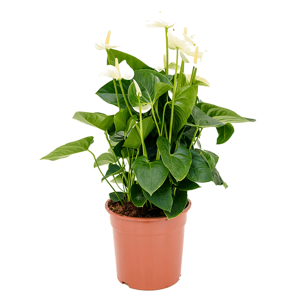 Floarea Flamingo (Anthurium) White Champion - 40 cm