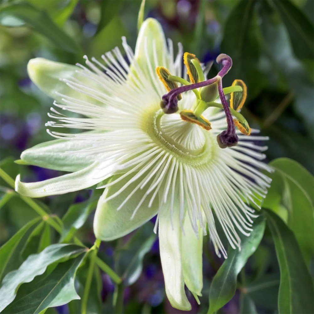 Floarea Pasiunii (Passiflora Caerulea) Constance Elliot, cu flori albe