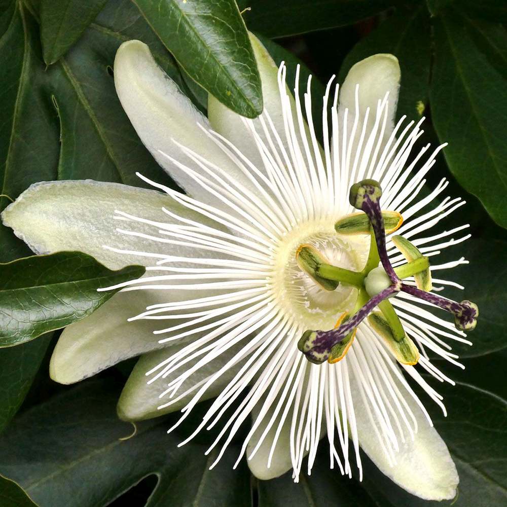 Floarea Pasiunii (Passiflora Caerulea) Constance Elliot, cu flori albe