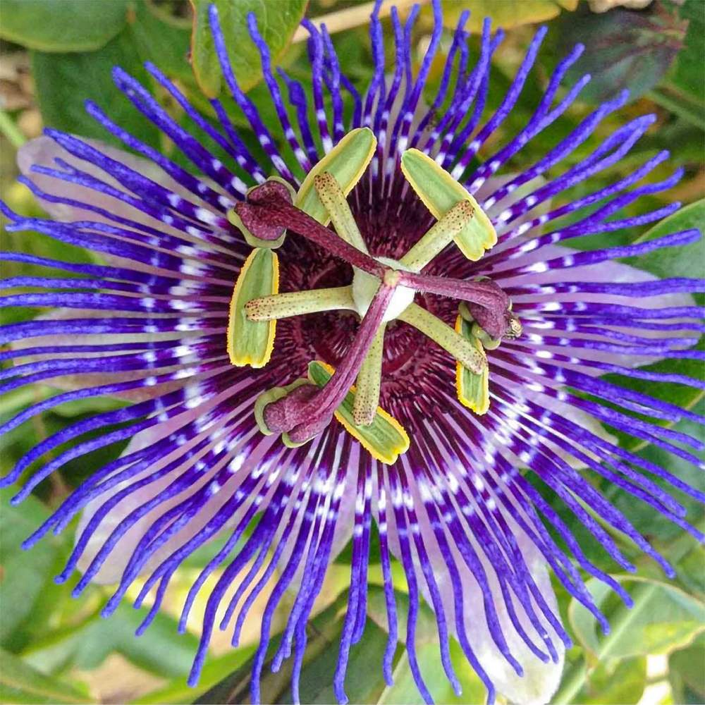 Floarea Pasiunii (Passiflora Caerulea) Purple Haze, cu flori violet intens