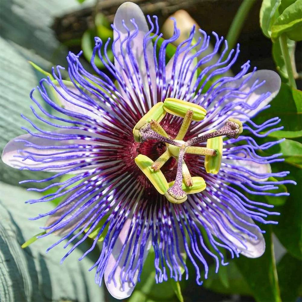 Floarea Pasiunii (Passiflora Caerulea) Purple Haze, cu flori violet intens