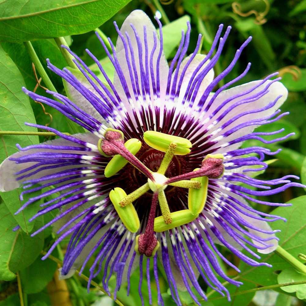 Floarea Pasiunii (Passiflora Caerulea) Purple Haze, cu flori violet intens