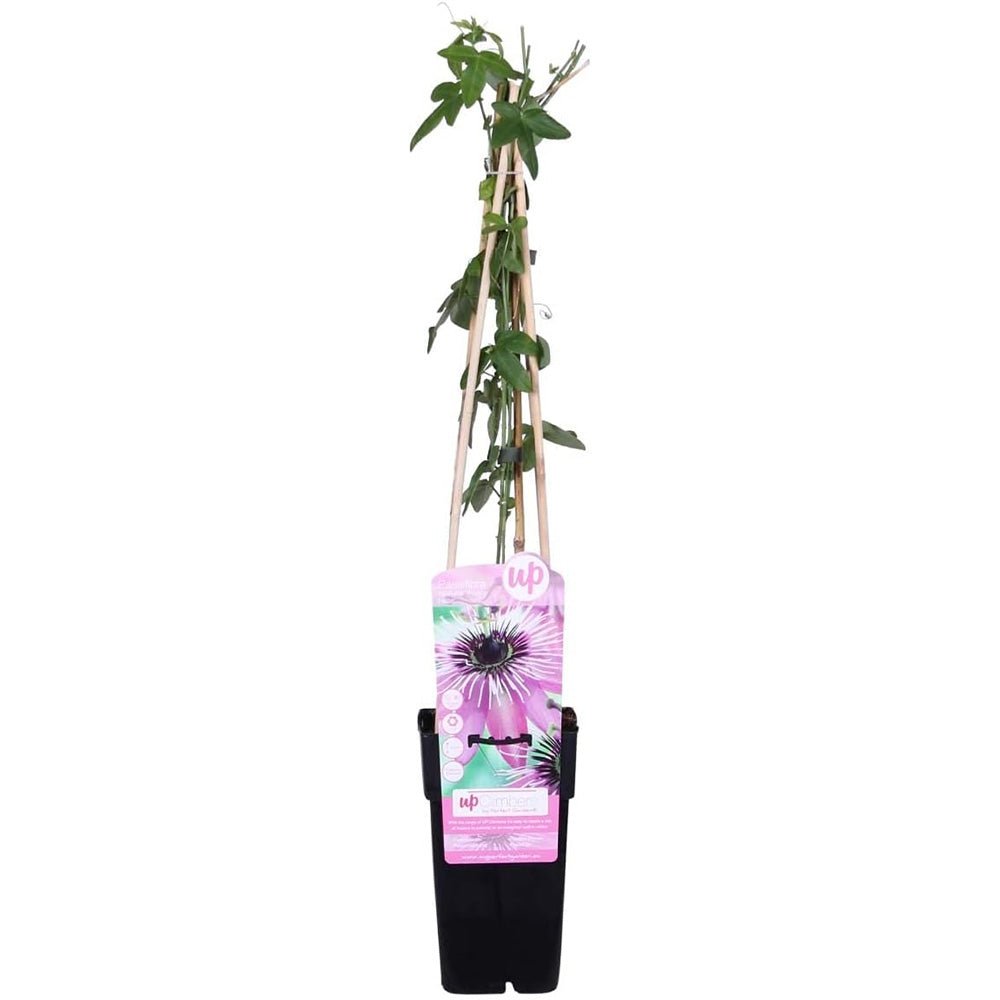 Floarea Pasiunii (Passiflora Caerulea) Purple Haze, cu flori violet intens