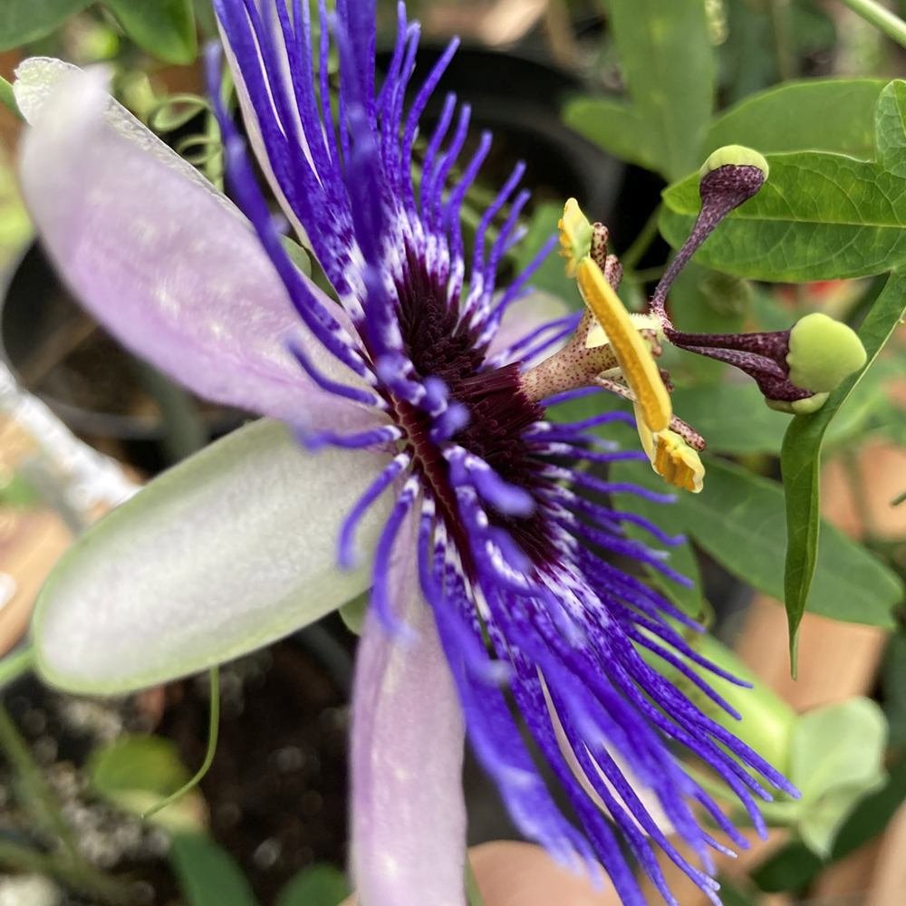 Floarea Pasiunii (Passiflora Caerulea) Purple Haze, cu flori violet intens