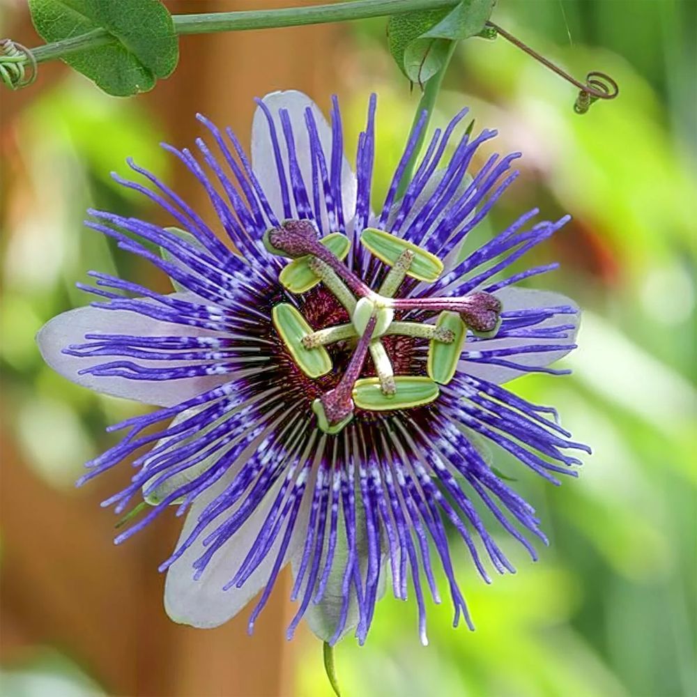 Floarea Pasiunii (Passiflora Caerulea) Purple Haze, cu flori violet intens