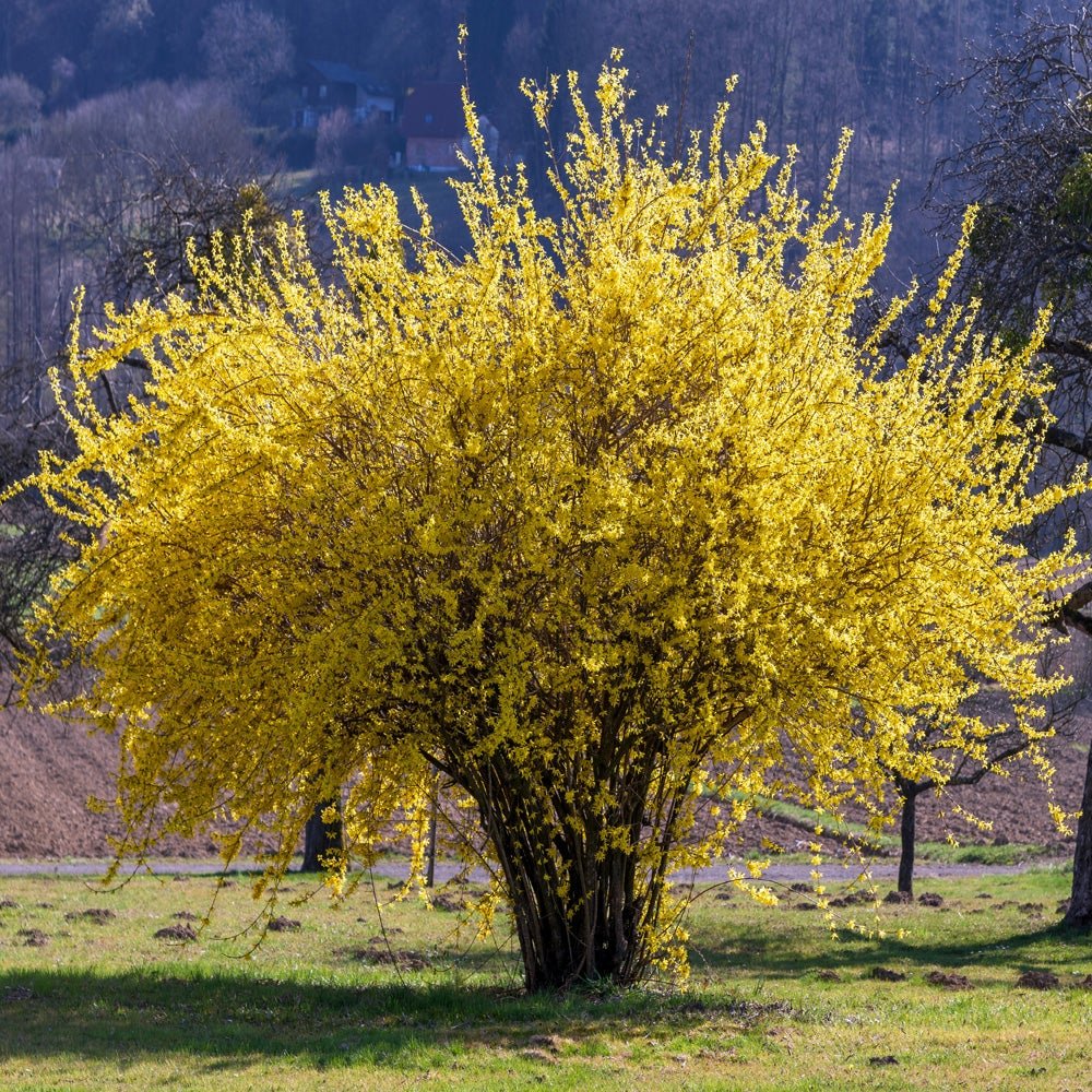 Ploaie de Aur (Forsythia Lynwood), cu flori aurii