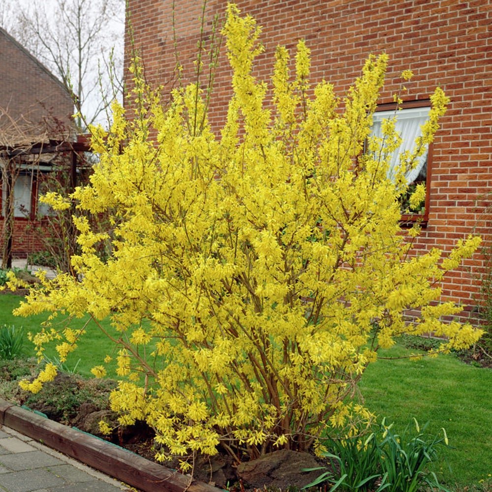 Ploaie de Aur (Forsythia Lynwood), cu flori aurii