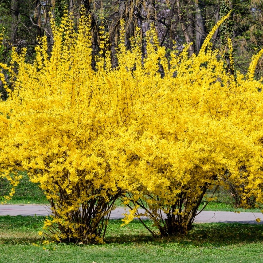 Ploaie de Aur (Forsythia Lynwood), cu flori aurii