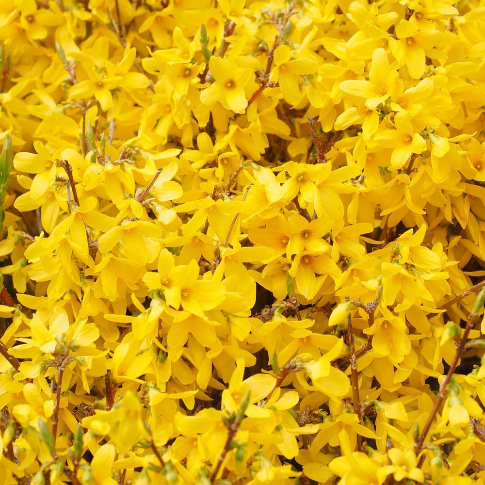 Ploaie de Aur (Forsythia Lynwood), cu flori aurii