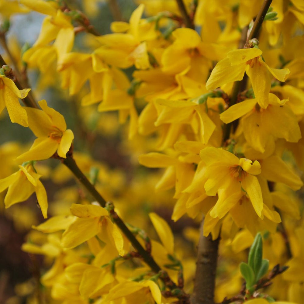 Ploaie de Aur (Forsythia Lynwood), cu flori aurii