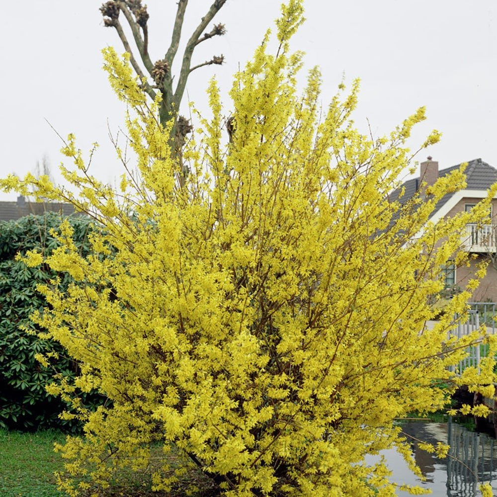 Ploaie de Aur (Forsythia Lynwood), cu flori aurii