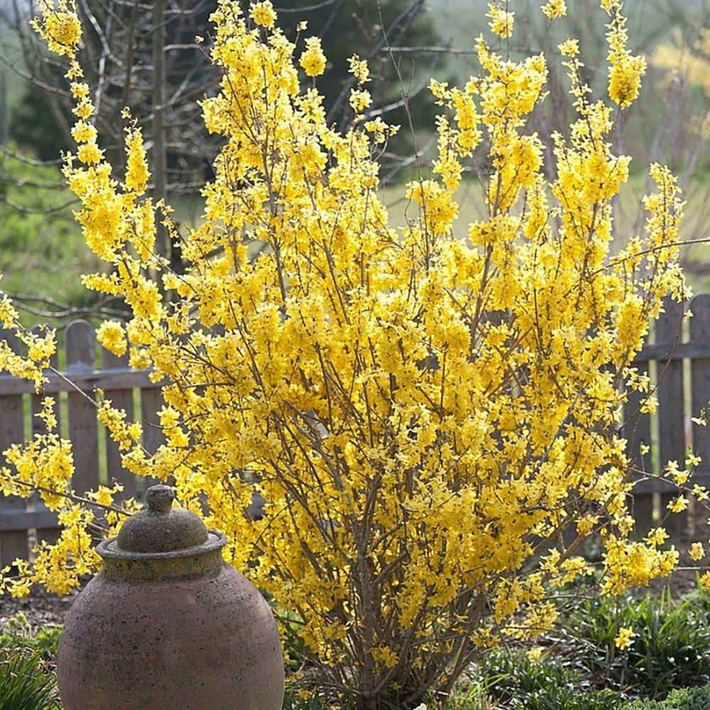 Ploaie de Aur (Forsythia Lynwood), cu flori aurii