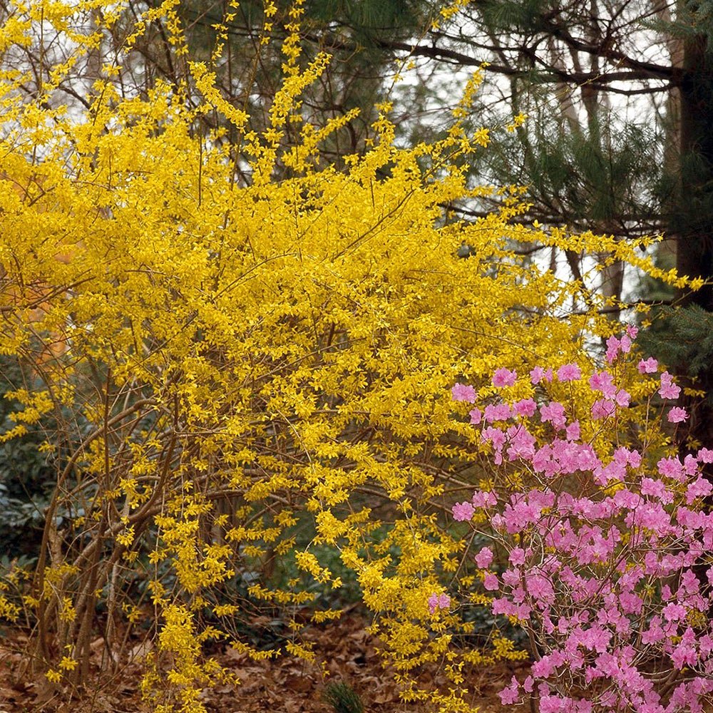 Ploaie de Aur (Forsythia Lynwood), cu flori aurii