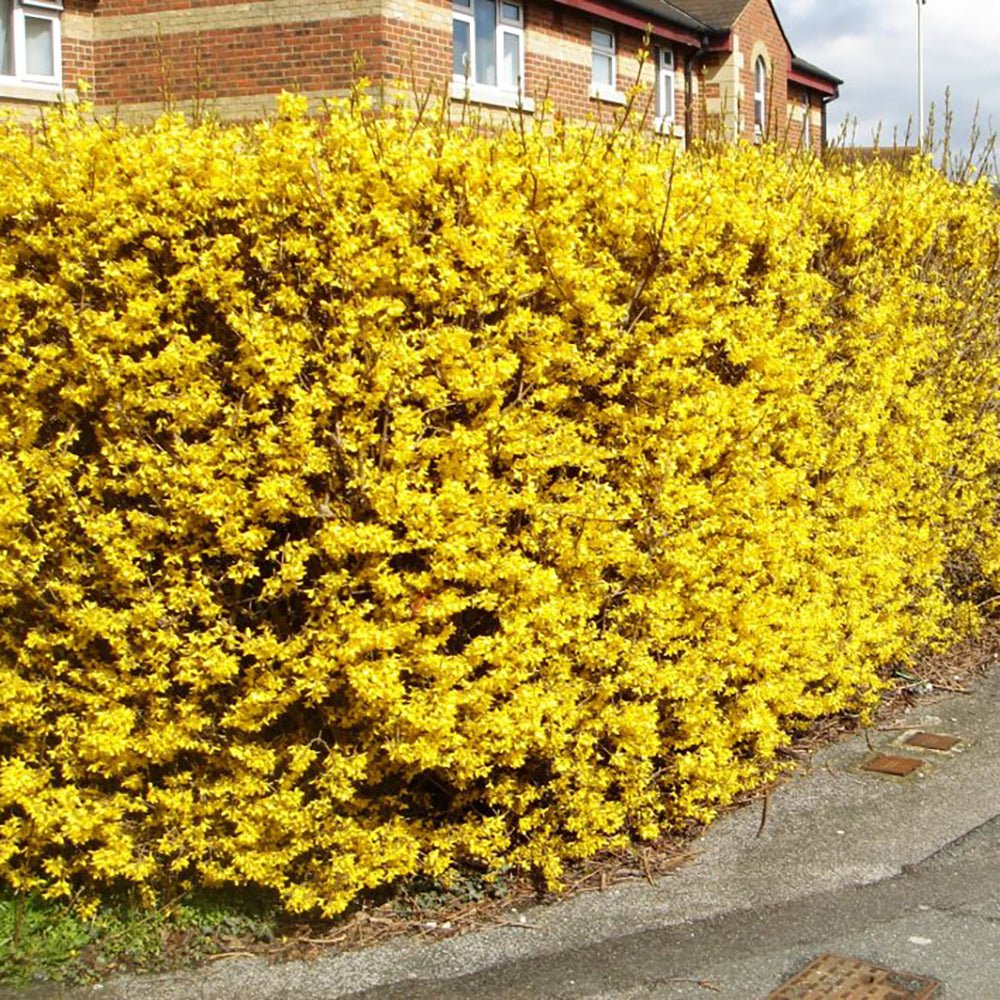 Ploaie de Aur (Forsythia Spectabilis), cu flori aurii