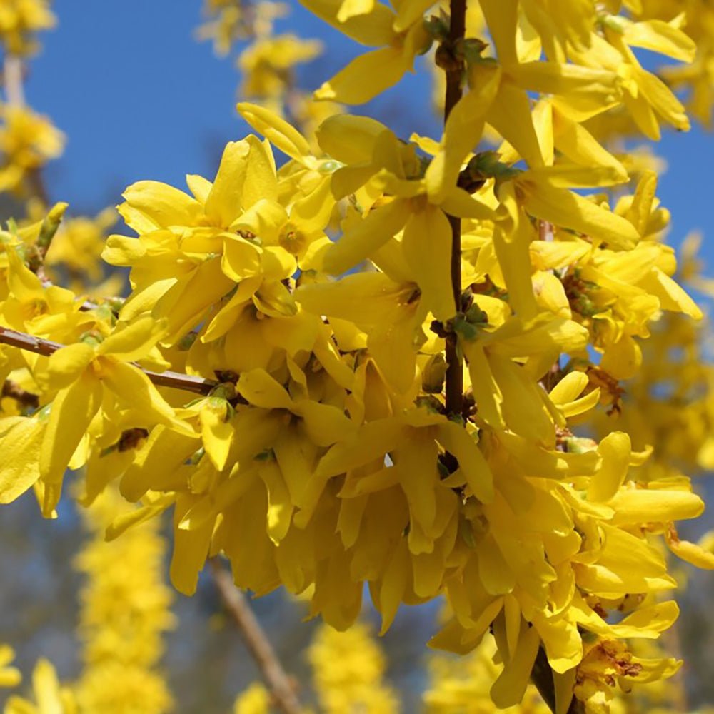 Ploaie de Aur (Forsythia Spectabilis), cu flori aurii