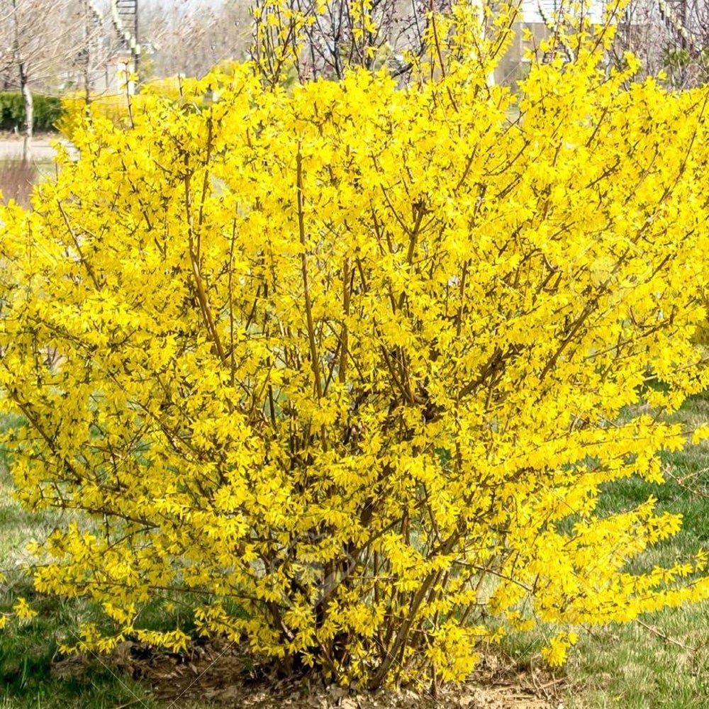 Ploaie de Aur (Forsythia Spectabilis), cu flori aurii