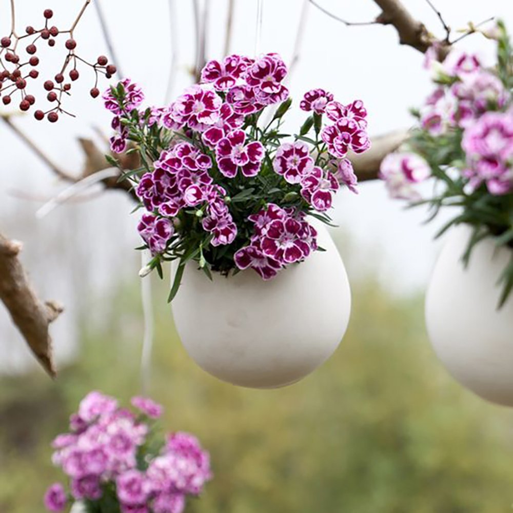 Garofita Bicolor Sunflor Charmy, cu flori roz-rosu si marginii albe, parfum puternic