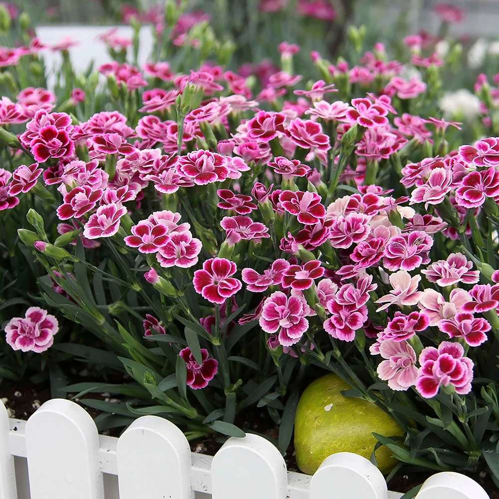 Garofita (Dianthus) Pink Kisses, cu flori bicolor si parfum seducator