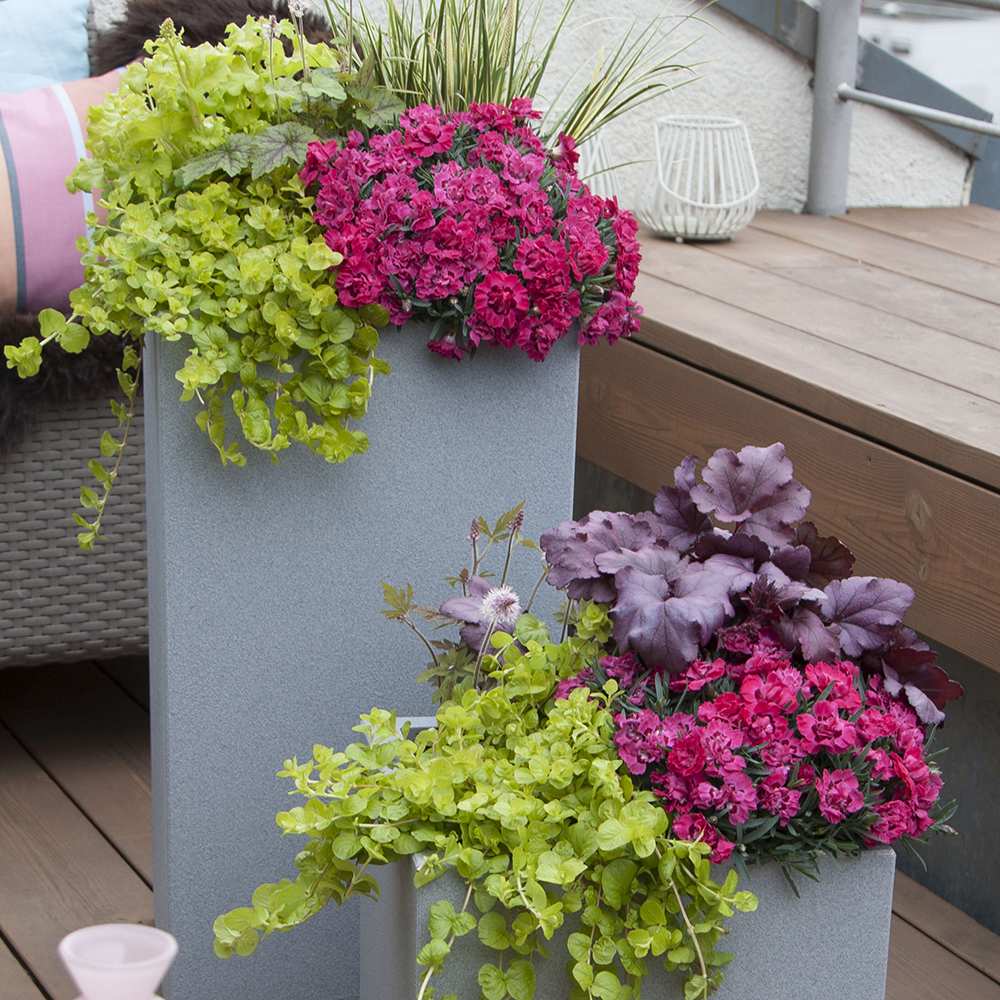 Garofita Diantica Early Love, cu flori roz intens si parfum puternic