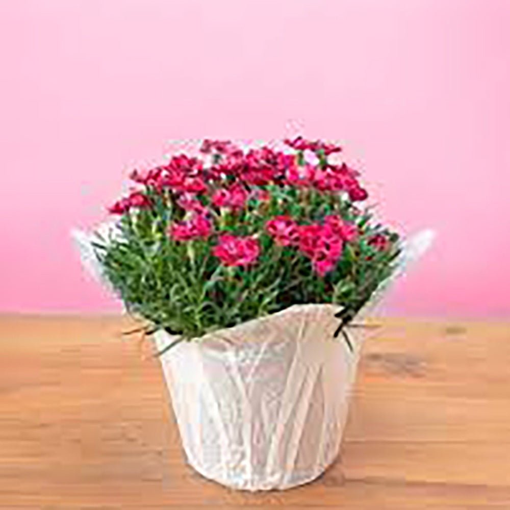 Garofita Diantica Early Love, cu flori roz intens si parfum puternic