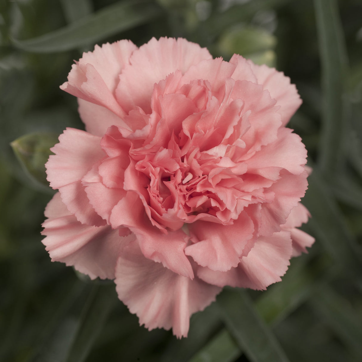 Garofita Dinamic Apricot