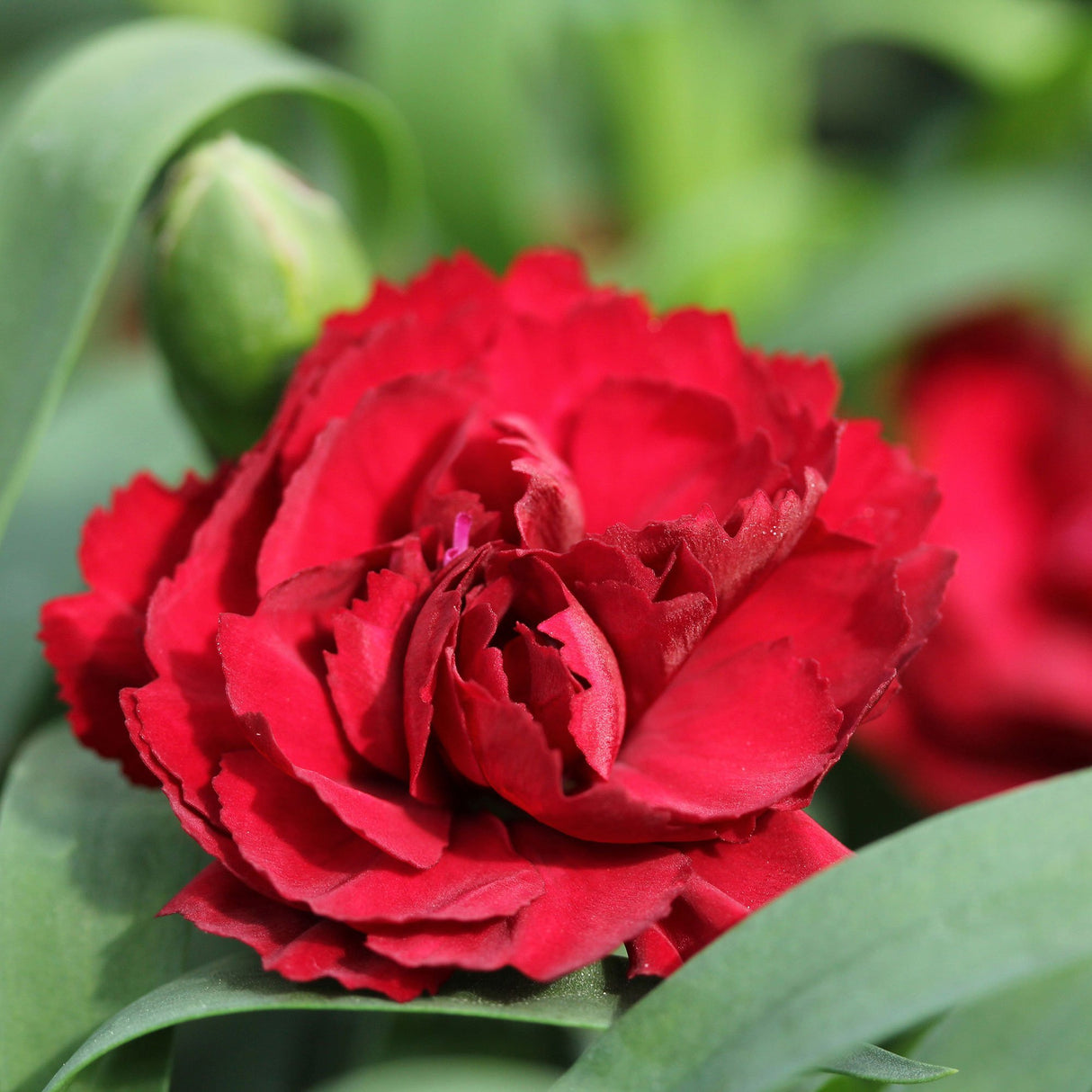 Garofita Dinamic Dark Red