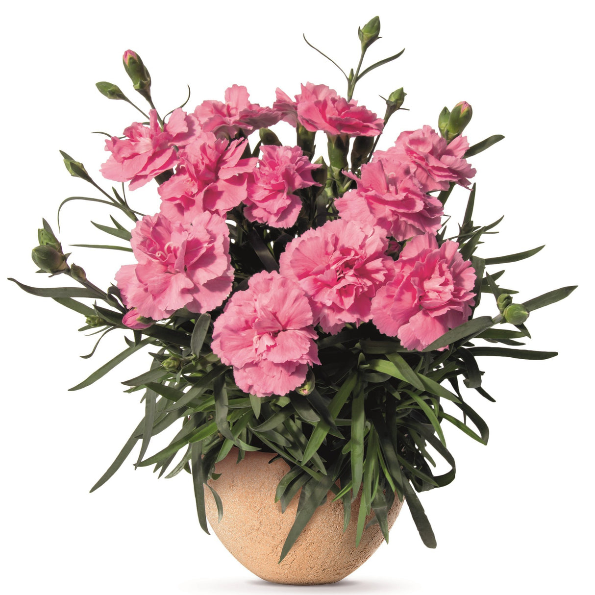 Garofita Dinamic Pink