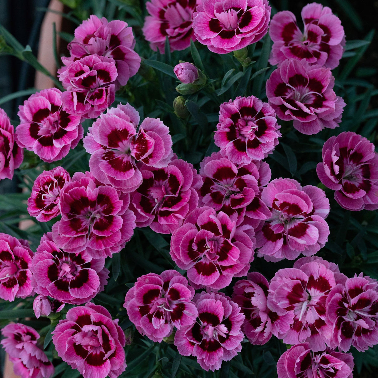 Garofita Dinamic Pink Eye