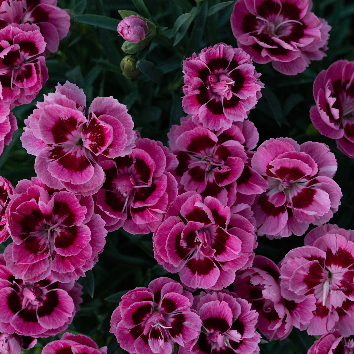 Garofita Dinamic Pink Eye