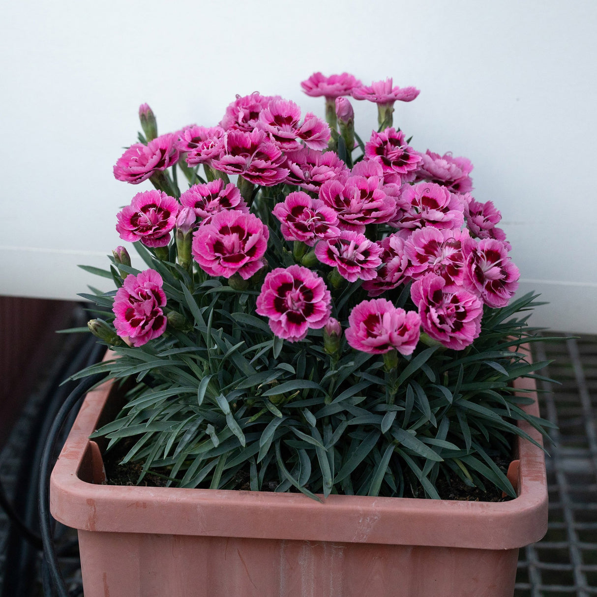 Garofita Dinamic Pink Eye