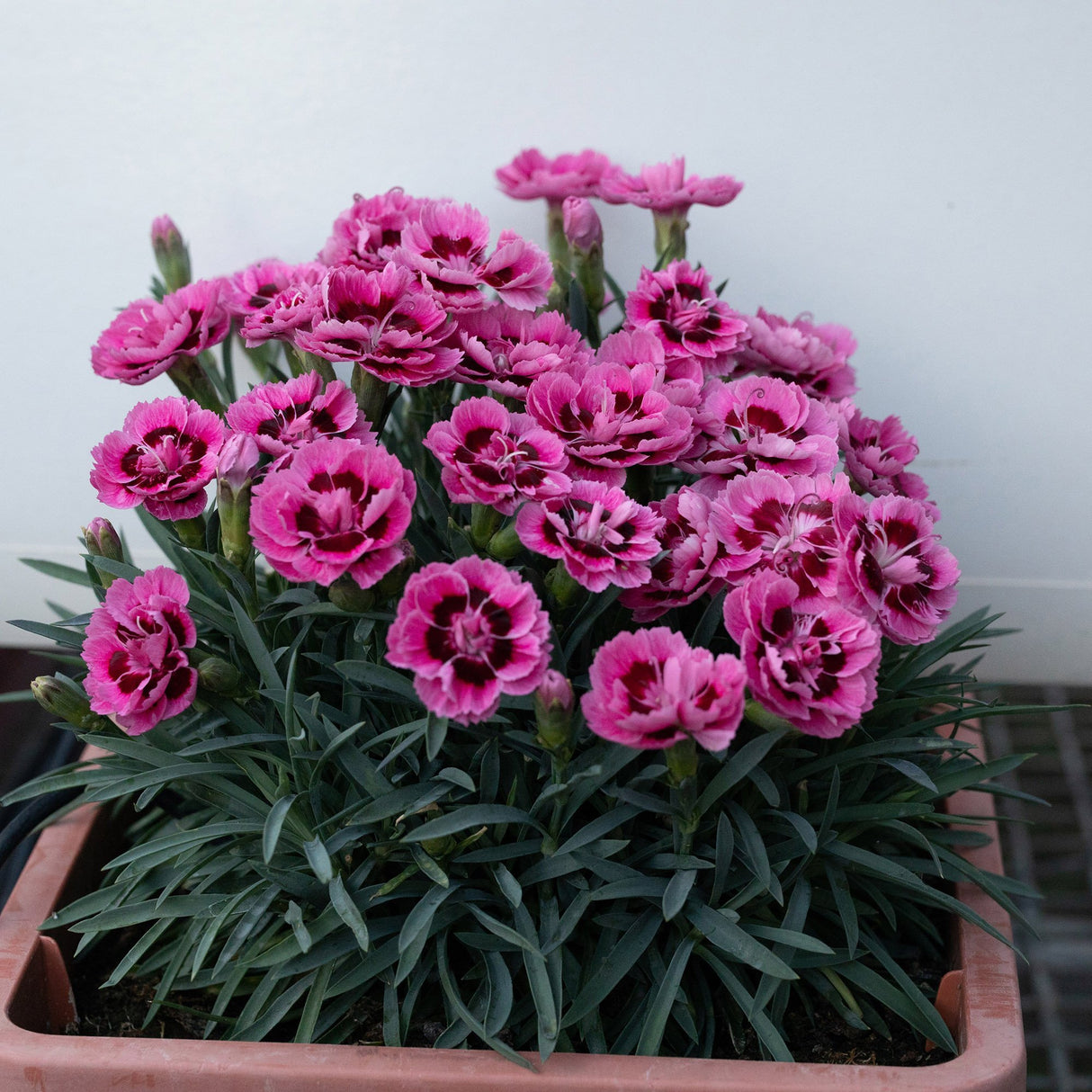 Garofita Dinamic Pink Eye